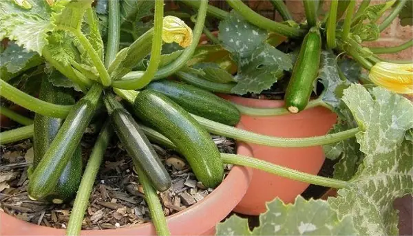 5 чекори како да посадите тиквички во саксија кои ќе ви дадат богат плод и на тераса