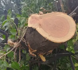 МВР нелегално сече здрави дрвја во дворот на министерството, алармира Зелен хуман град