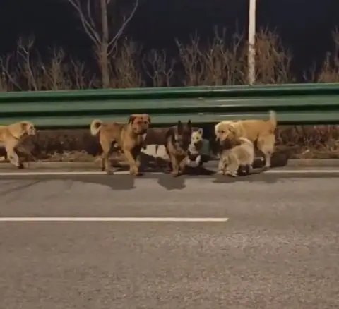 ВИДЕО: Филмска приказна од Кина – 7 украдени кучиња избегале од крадецот, поминале над 17 км. за да се вратат дома