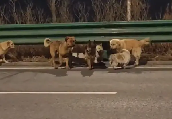 Како од филм - седум украдени кучиња побегнале и поминале 17 км за да се вратат дома