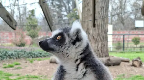 Во Зоолошката во Скопје се родија близнаци лемури