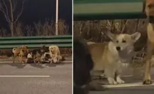ВИДЕО | Седум кучиња херојски избегале од камион на трговец со месо – предводени од корги, поминале 17 км до своите домови