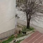 Улични кучиња сеат страв низ Прилеп, глутница и кај градинката во населбата Вишне