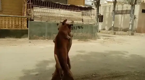 ШЕСТ ЛИЦА ЗАД РЕШЕТКИ ЗА ОРГАНИЗИРАЊЕ БОРБИ СО КУЧИЊА - фатени „на дело“ во Куманово