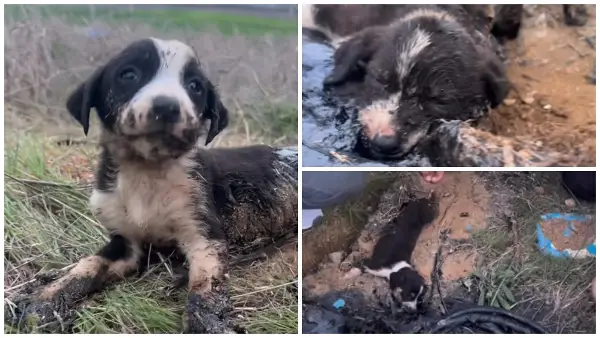 Херои на денот: Активисти спасија мали кученца залепени во битумен во Велес