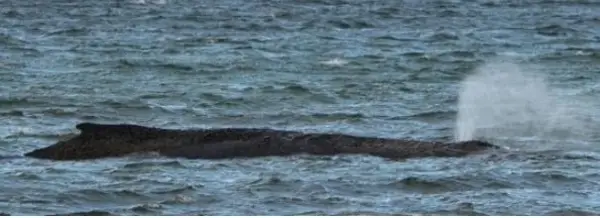 Обиди да се спаси насукан кит на германскиот брег