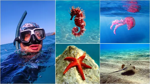 Познат е по фотографијата со морско коњче, 3 пати доживеал удар од електрична ража - Интервју со Воислав Колевски, фотограф на подводен свет