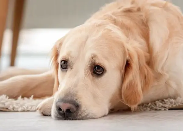 Како тагува кучето кога ќе го изгуби сопственикот: Знаци на тага што не смеете да ги игнорирате