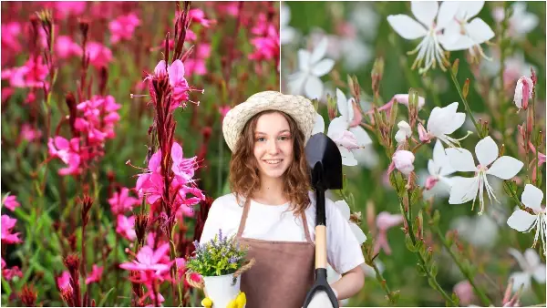 Со инвестиција од 5.000, ќе добиете 125.000 денари: Ова цвеќе ви носи сериозна заработка