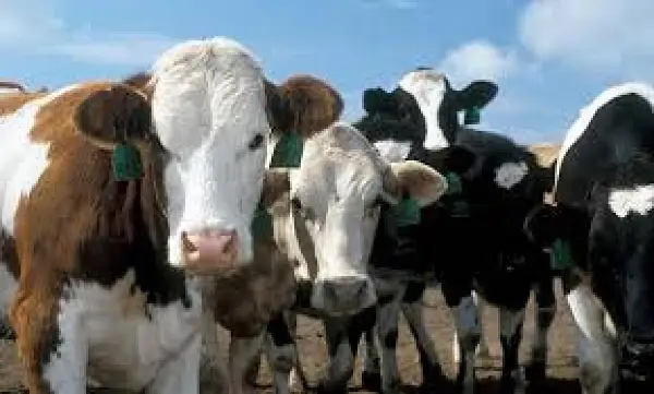 Шест волови од Македонија предизвикаа проблем на бугарската граница