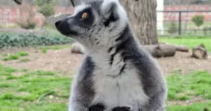 ФОТО: Радост во Зоолошката во Скопје – Се родија близначиња лемури