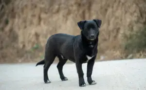 Научниците го идентификуваа најстарото познато куче – живеело пред 15.800 години