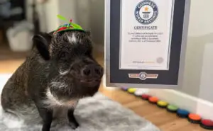 ФОТО+ВИДЕО | Мерлин, прасето кое „зборува“ штотуку заработи Гинисов рекорд за својата онлајн популарност