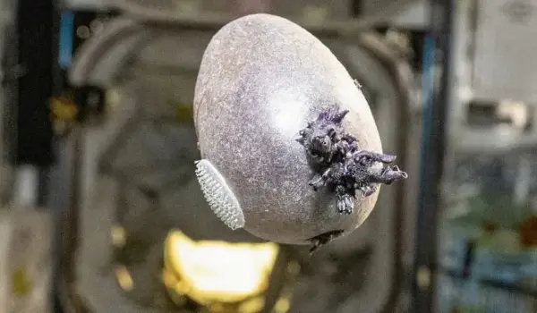 Виолетово јајце со пипала од Меѓународната вселенска станица предизвика хаос на социјалните мрежи: Убијте го со оган 