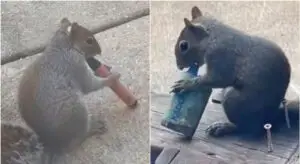 ВИДЕО | Верверици „вејпаат“ во Лондон — не можат да им одолеат на овошните мириси од електронските цигари