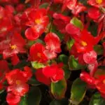 Сака сенка, но не поднесува вишок вода – како правилно да ја одгледувате бегонијата?