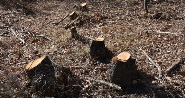 Кривична пријава против три физички и едно правно лице, го оштетиле буџетот на ЈП „Национални шуми“ за над три милиони денари