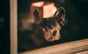 Знаци дека вашето куче страда кога го оставате само дома навечер