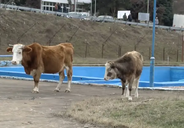 Кривична за паланчани кои спречувале заловување на кравите – еден е малолетник