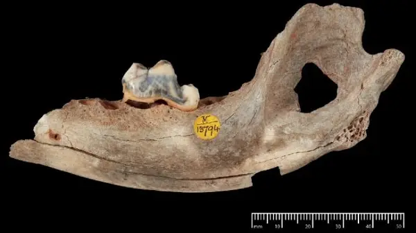 ОТКРИЕНИ ОСТАТОЦИ ОД НАЈСТАРОТО КУЧЕ ОД ПРЕД 15.800 ГОДИНИ