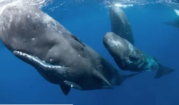 Снимен е редок момент во природата- породување на женка кит со помош на други китови (ВИДЕО)