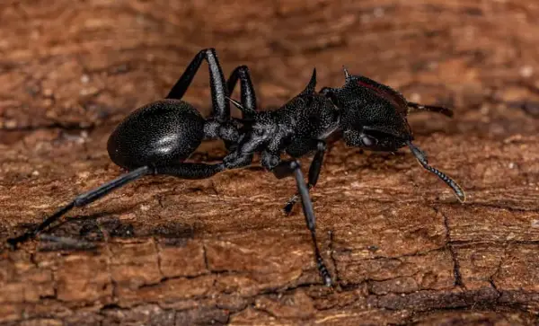 Се појави опасен вид мравки во Европа- нивниот убод може да убие човек 