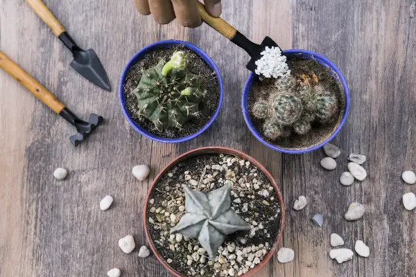 Хортикултурист потврди: Дали навистина помагаат камчињата за дренажа?