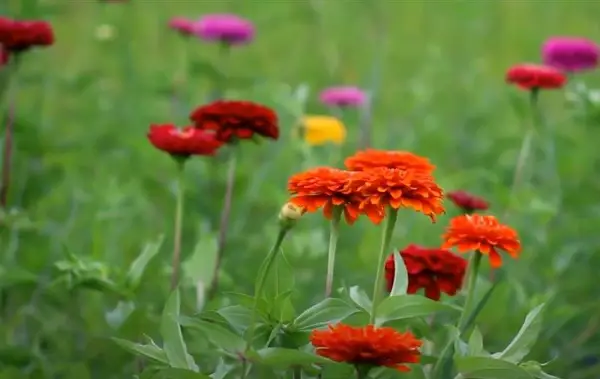 Научно истражување: Цвеќињата имаат „биолошки часовник“, усогласен со потребите на инсектите