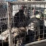 Битолчани не стравуваат од можен бран поскапувања