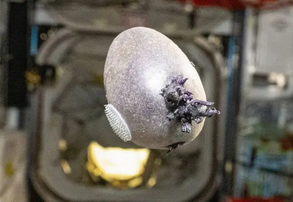 Астронаут на НАСА објави фотографија од „вонземјанин“ на Меѓународната вселенска станица