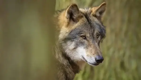 ВОЛК КАСНА ЖЕНА ВО ШОПИНГ УЛИЦА ВО ХАМБУРГ