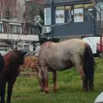 Газдите спијат, ама коњите – не