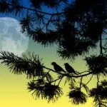 Полната Месечина на 2 април носи пресврт – што го очекува вашиот хороскопски знак?