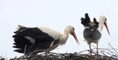 ФОТО: Клепетан се врати со нова девојка – Потегот кој го направил за угинатата Малена ја потврдува големата љубов