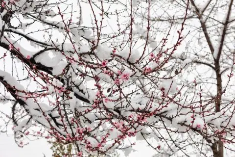 На Попова Шапка врнежи од снег, во Крушево намалена видливост поради магла