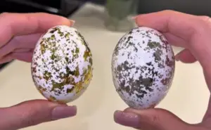 ВИДЕО | Милиони се воодушевени од овој трик – направете велигденски јајца со мермерен изглед, потребни ви се две состојки