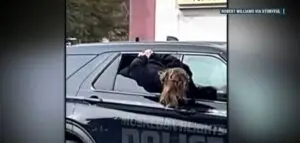 (ВИДЕО) Жена со лисици на раце избега од полициско возило-Худини во Мичиген