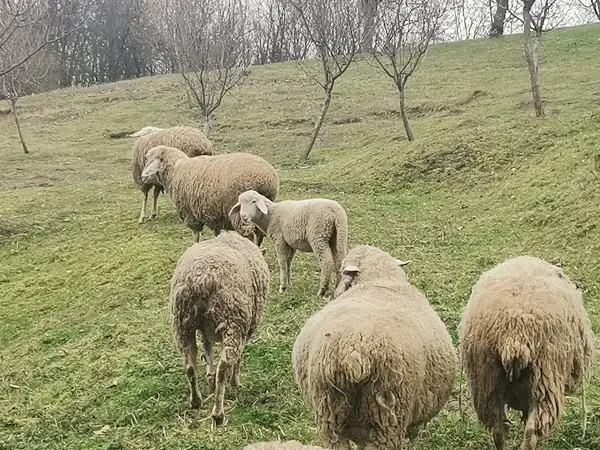 МЗШВ: Исплатени над 1 милијарда денари поддршка за овчарството