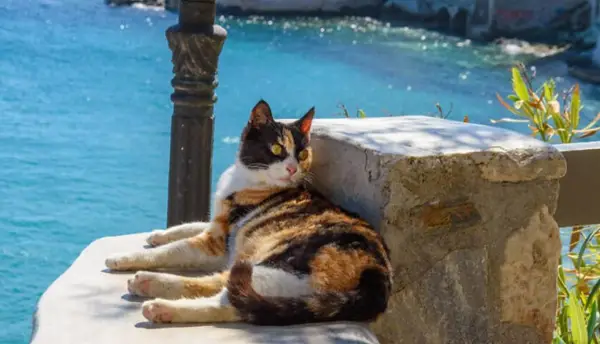 Грчки остров нуди бесплатно сместување за тие што се грижат за мачки