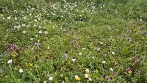 Облачно со сончеви периоди, во источните делови дожд и грмежи, температурата до 18 степени