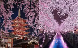 ФОТО | Розова бајка – Официјално започна сезоната на цутење на црешите во Јапонија