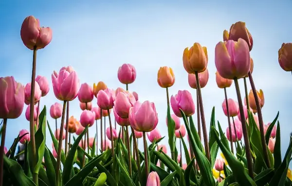 Само Холанѓаните можат да израснат најубави лалиња: Еве што додаваат во земјата за да цветаат како луди