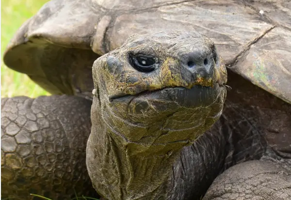 „Џонатан е жив“: Најстарата желка во светот лажно прогласена за мртва поради крипто-измама