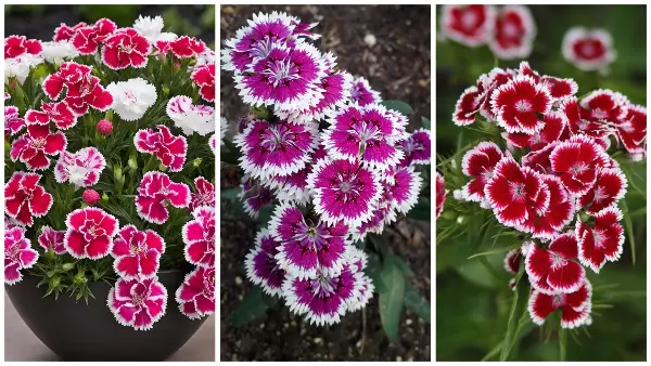 Турски каранфил – миризливи цветови со кои ќе направите цветен рај во градината