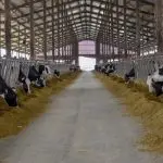 Битола без луѓе, Пелагонија без стока