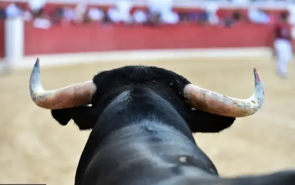 Легендарен матадор од Шпанија загина во бизарна несреќа со бик- го избодел до смрт