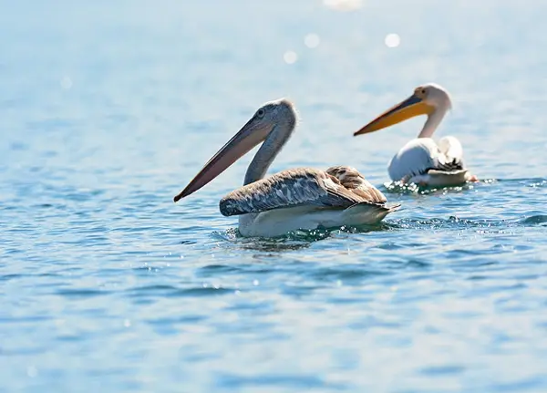Граѓанска наука во служба на природата: Мобилна апликација за следење и истражување на пеликаните