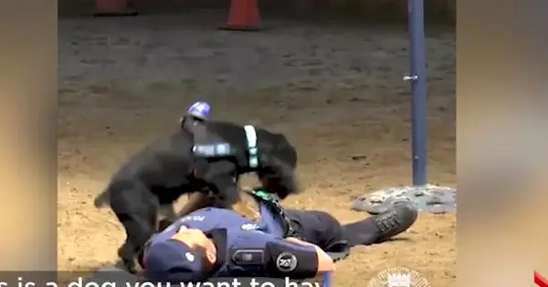 Дресираното куче Пончо од Мадрид го воодушеви светот, изведувајќи кардиопулмонална реанимација на полицаец за време на вежба