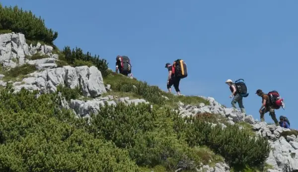 Планинар едвај преживеал напад на пчели во национален парк- имал над 100 убоди 