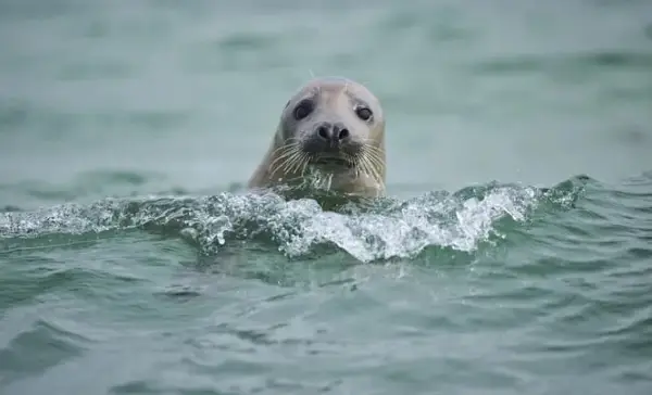 Крволочни фоки сѐ почесто напаѓаат делфини, експертите стравуваат и за безбедноста на луѓето